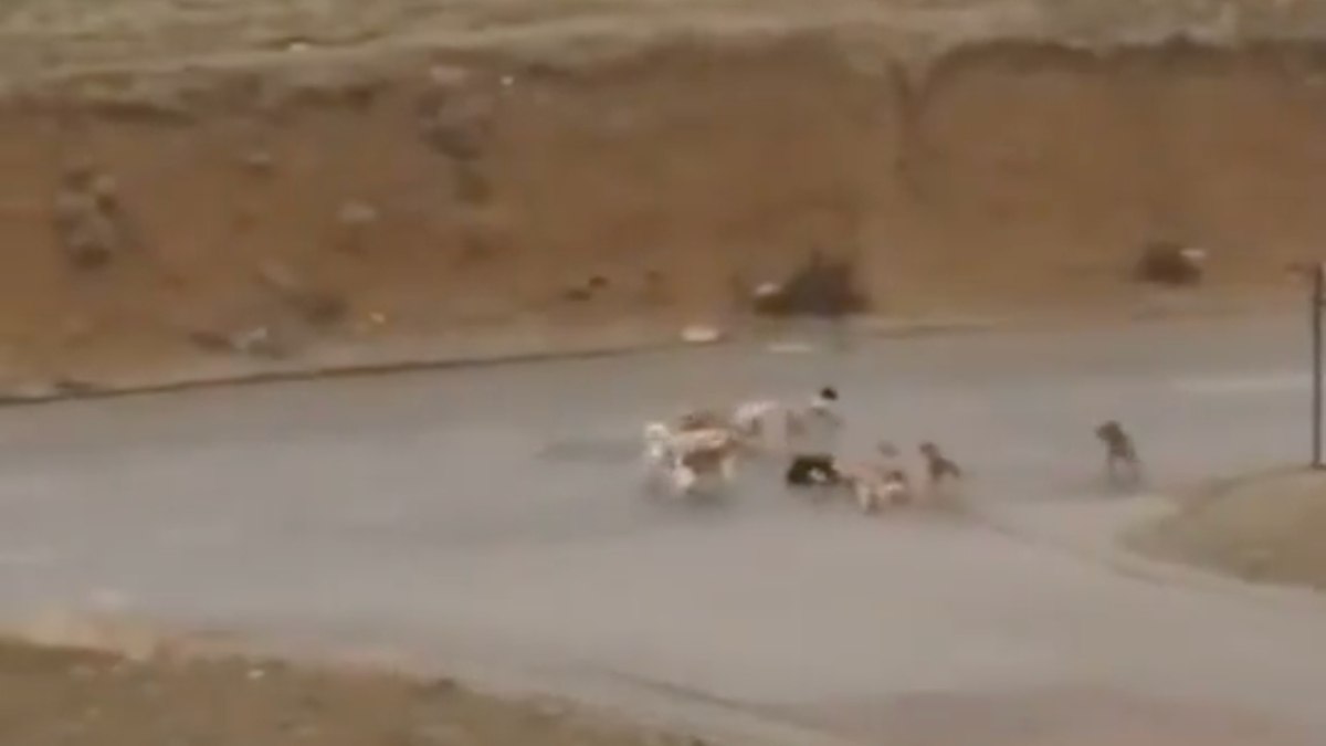 Ankara’da başıboş sokak köpekleri Yenimahalle’de terör estiriyor