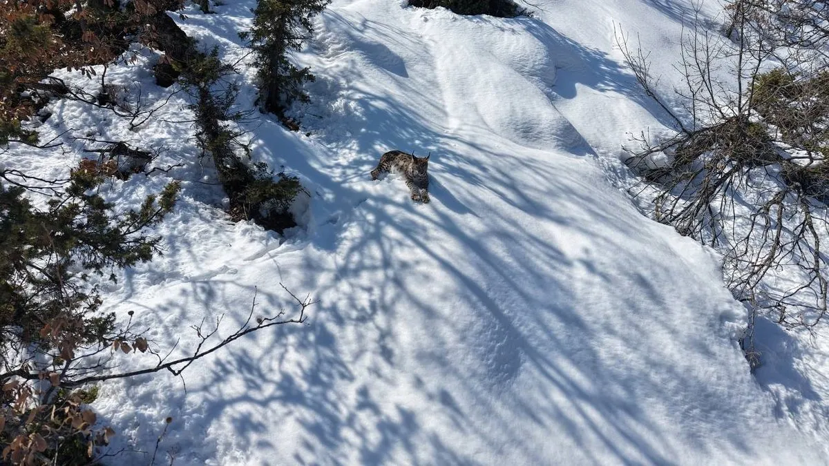 Doğa koruma görevlisinden belgesellik vaşak görüntüsü