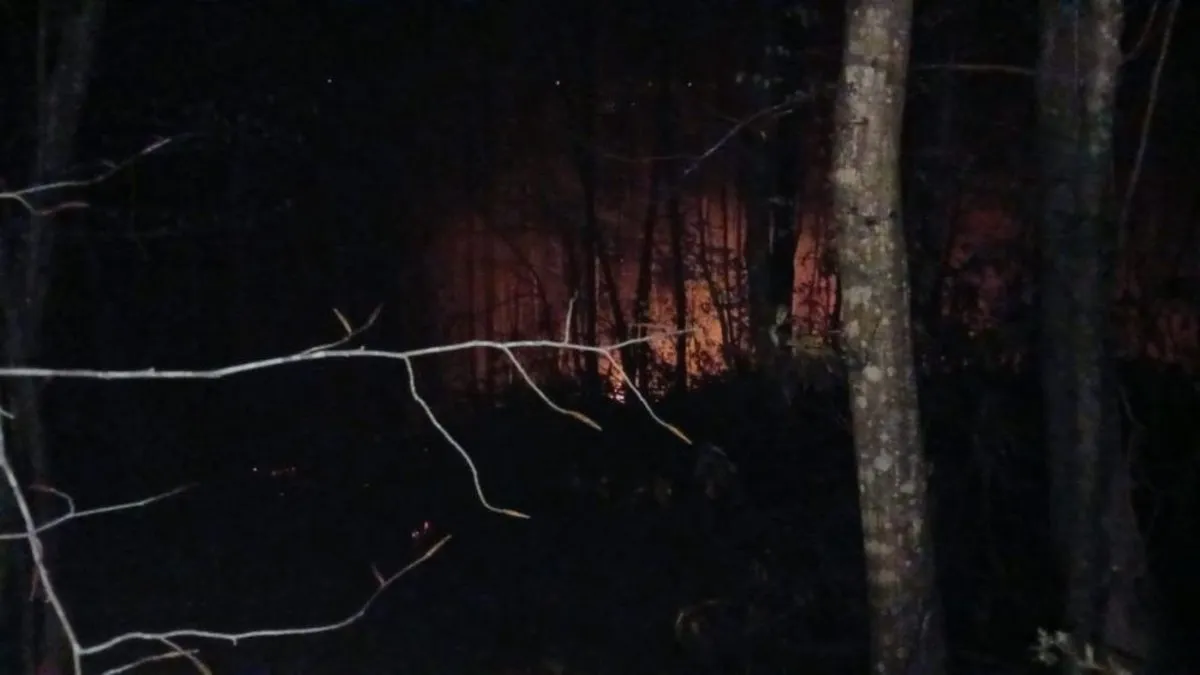 Sakarya’da ormanlık alanda yangın! 6 dönüm arazi zarar gördü